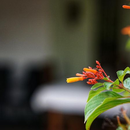 Sashini Homestay Sigiriya Exterior foto